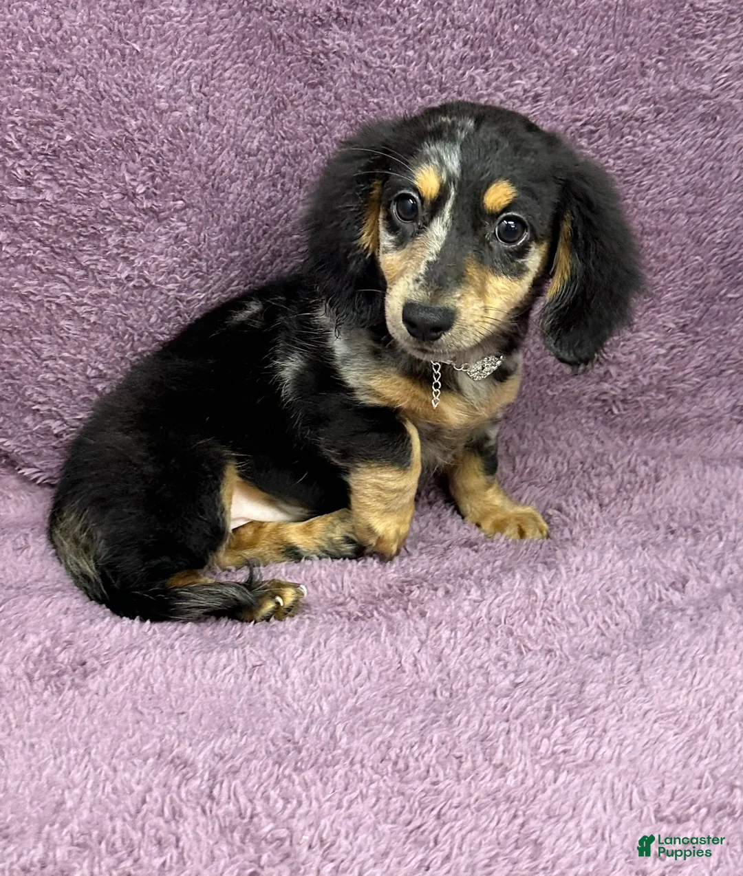 Miniature Dachshund dogs for sale: Payton - Ad 4