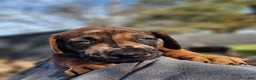 Catahoula Leopard Dog dogs for sale: Tala 2025 Male 2 - Ad 8