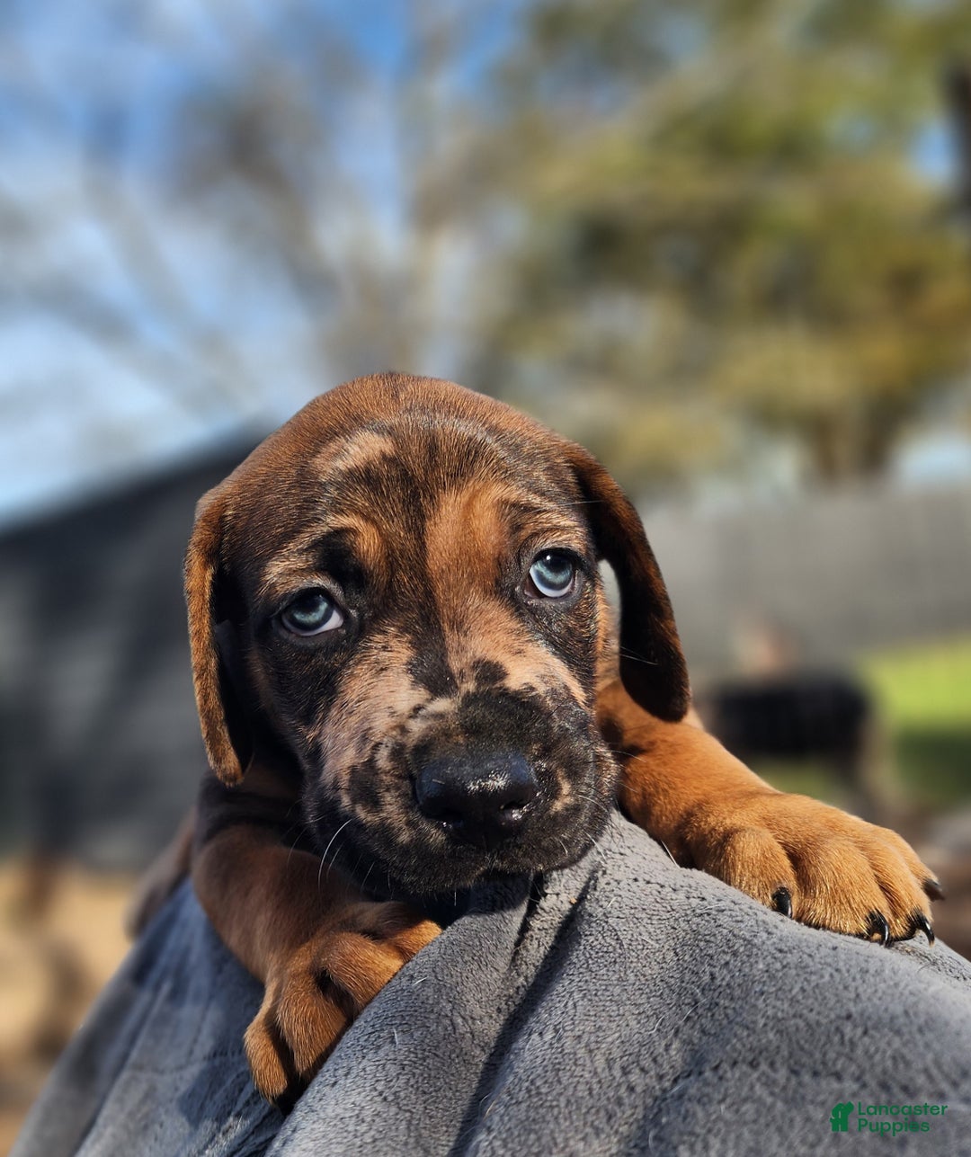 Catahoula Leopard Dog dogs for sale: Tala 2025 Male 2 - Ad 8