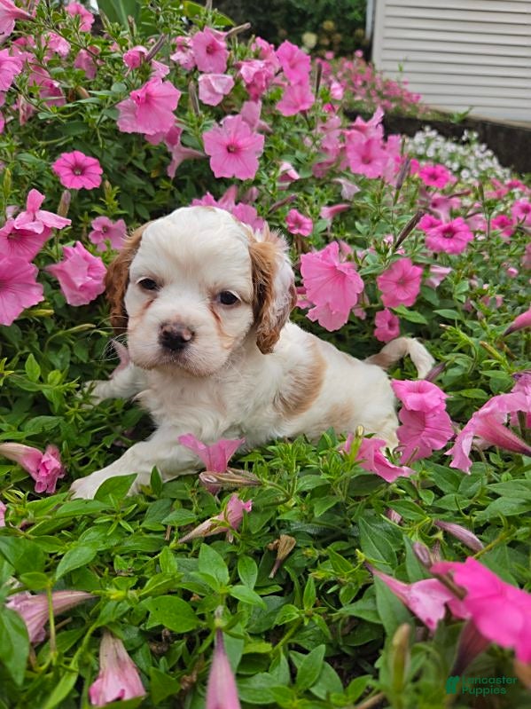 Cockapoo dogs Lilly - Ad 1