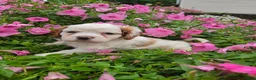 Cockapoo dogs for sale: Lilly - Ad 1
