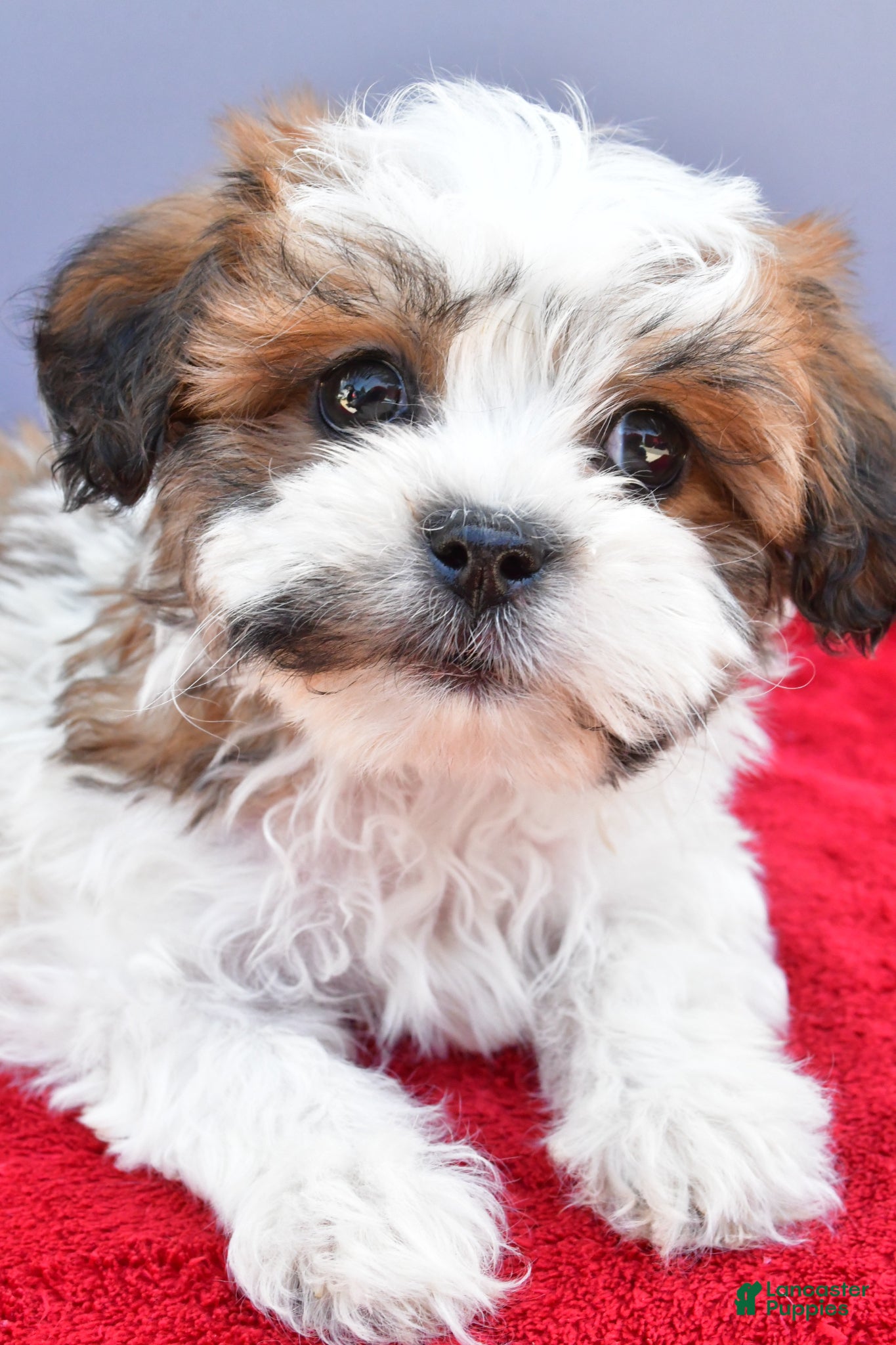 Teddy Bear dogs Tiffany - Ad 2