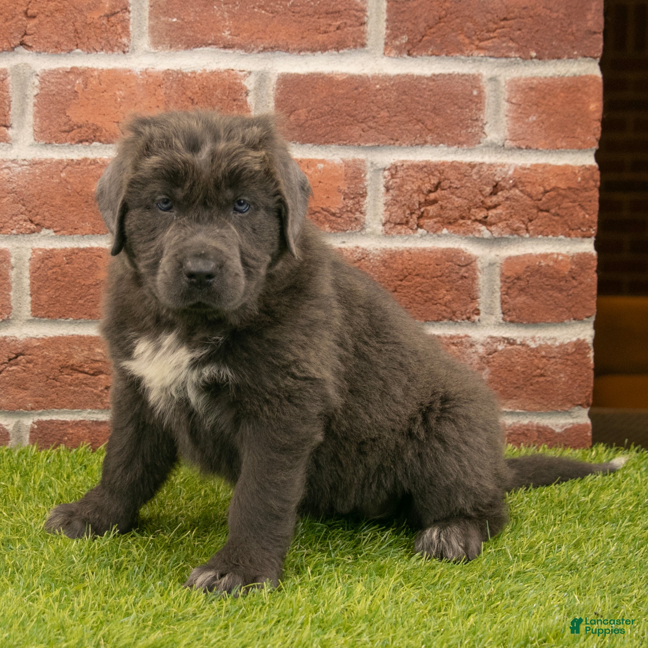 Newfoundland dogs Annie - Ad 1
