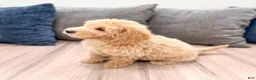 Miniature Labradoodle dogs for sale: Kierra - Ad 5