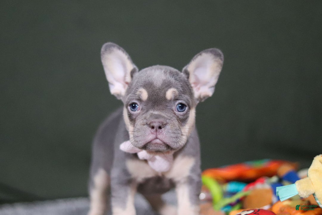 French Bulldog dogs for sale: Pippa - Ad 8