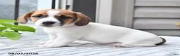 Jack Russell Terrier dogs for sale: Banjo - Ad 3