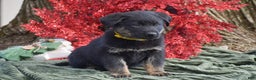 Mixed Breed dogs for sale: Arthur - Ad 2