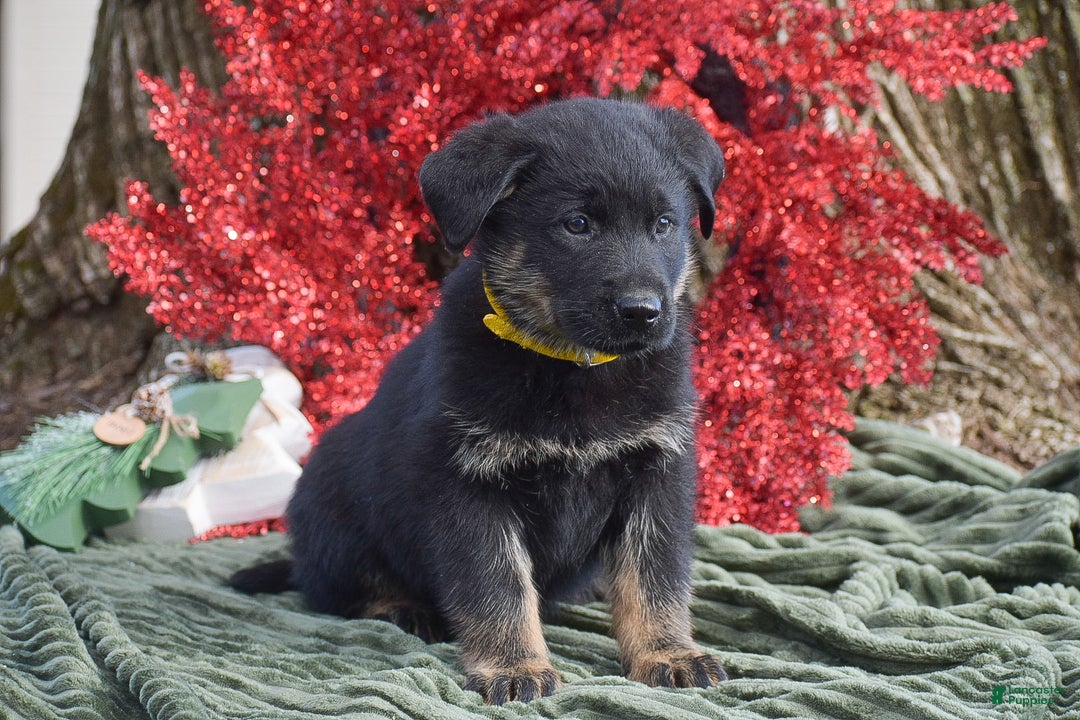Mixed Breed dogs for sale: Arthur - Ad 2