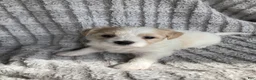 Mixed Breed dogs for sale: Carter - Ad 1