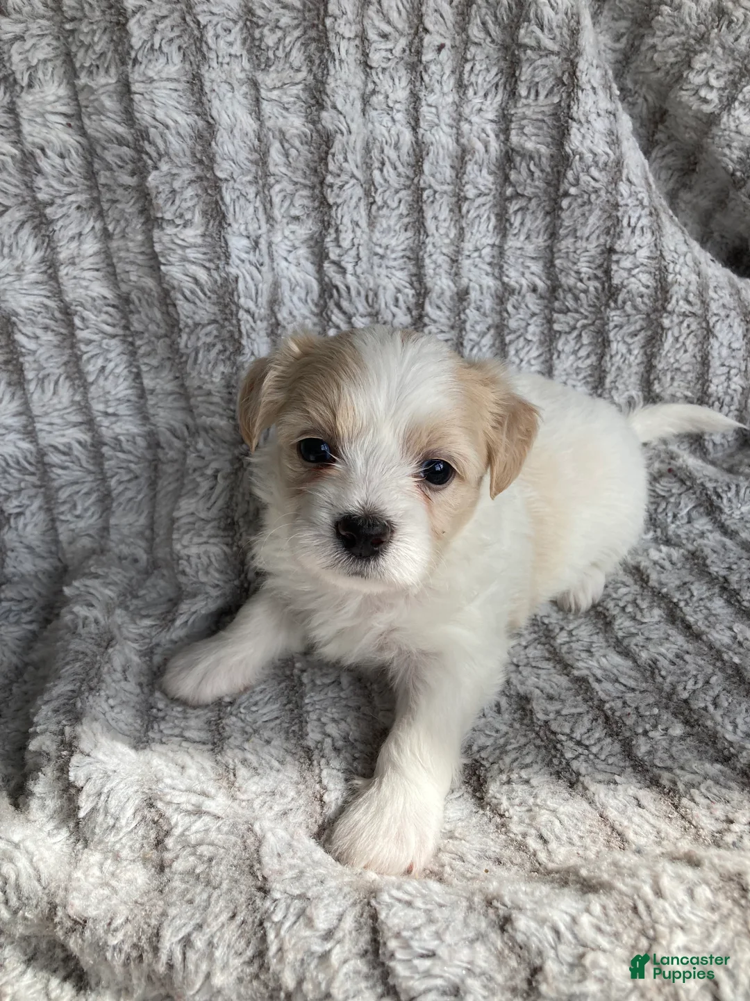 Mixed Breed dogs for sale: Carter - Ad 1