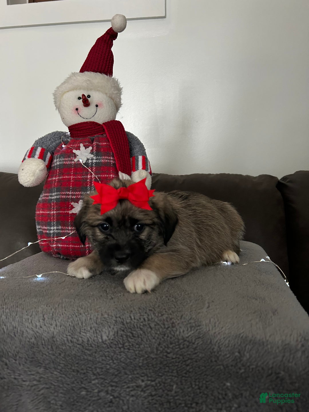 Mixed Breed dogs for sale: Noel - Ad 3