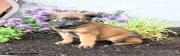 Belgian Malinois dogs for sale: Ranger - Ad 4