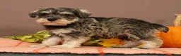 Miniature Schnauzer dogs for sale: Nash - Ad 3