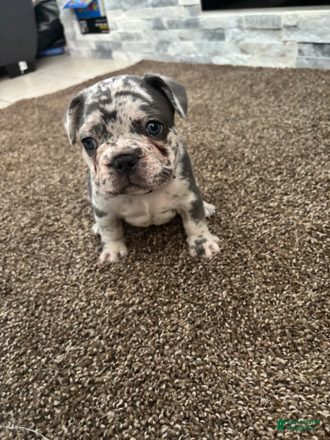 French Bulldog dogs for sale: Milo - Ad 4