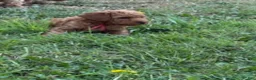 Mixed Breed dogs for sale: Wilder - Ad 3