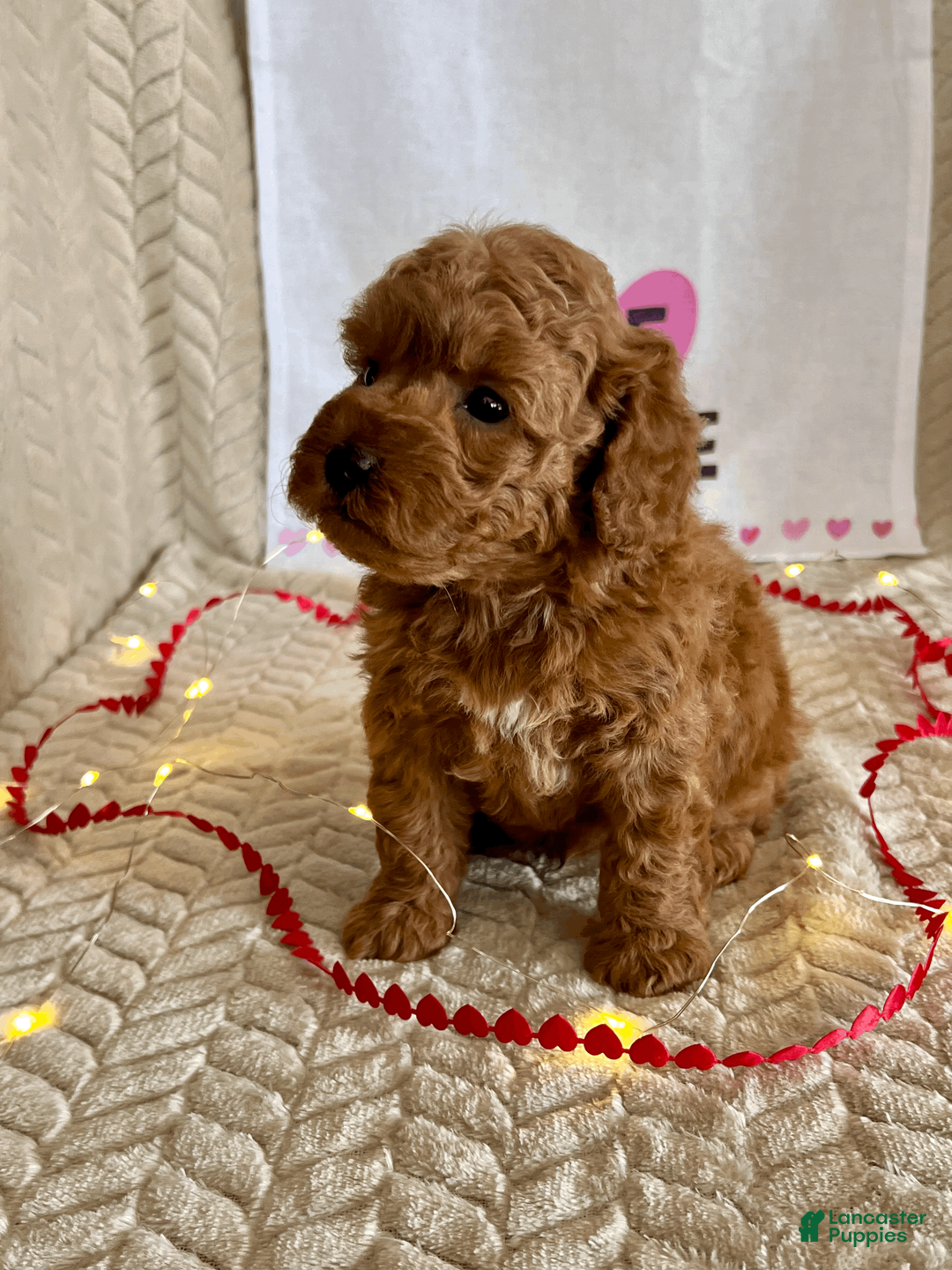 Miniature Poodle dogs for sale: Casper - Ad 2