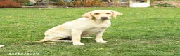 Labrador Retriever dogs for sale: Abagail - Ad 4