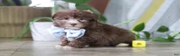 Havanese dogs for sale: Buster - Ad 5