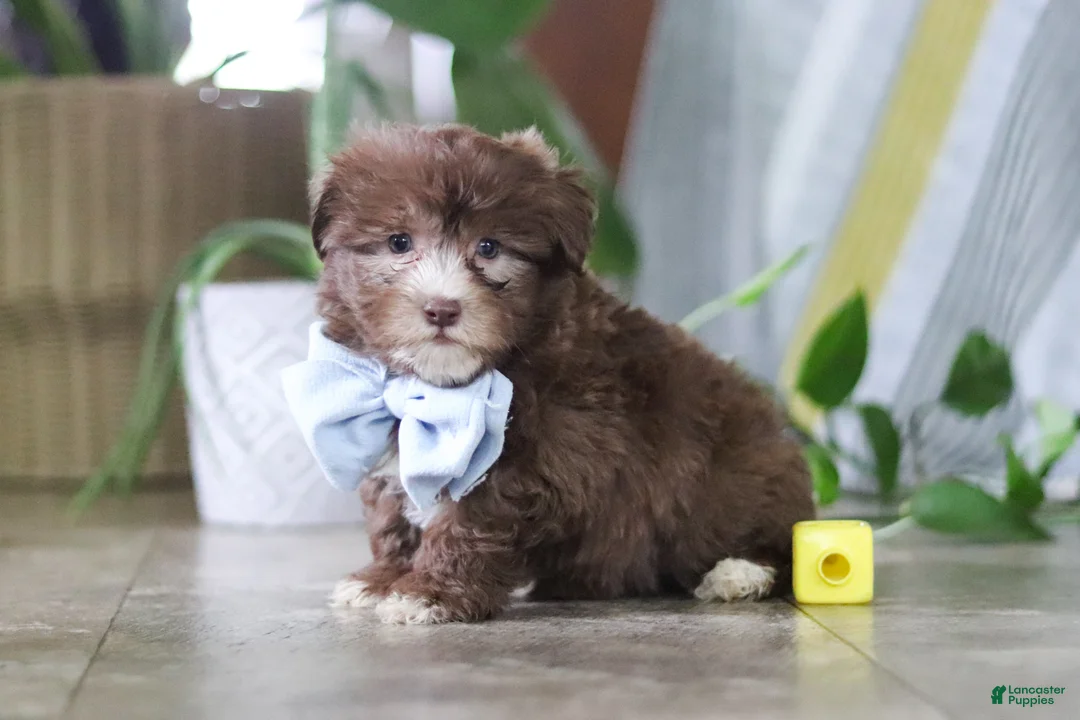 Havanese dogs for sale: Buster - Ad 5
