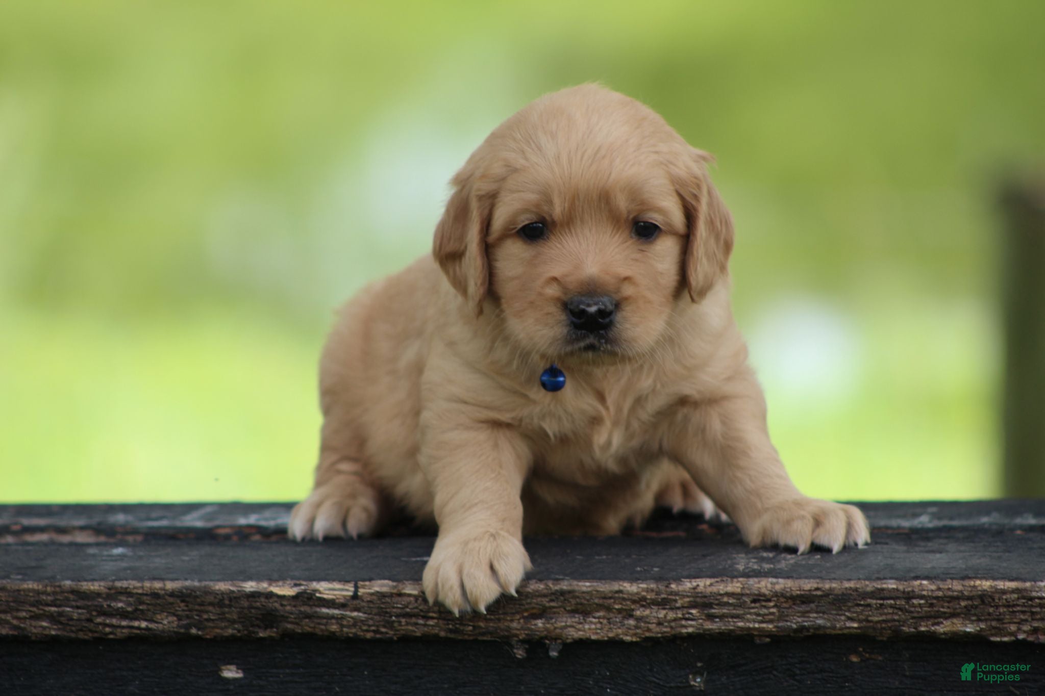 Golden Retriever dogs Winston - Ad 2
