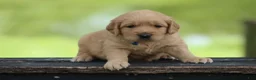 Golden Retriever dogs for sale: Winston - Ad 3