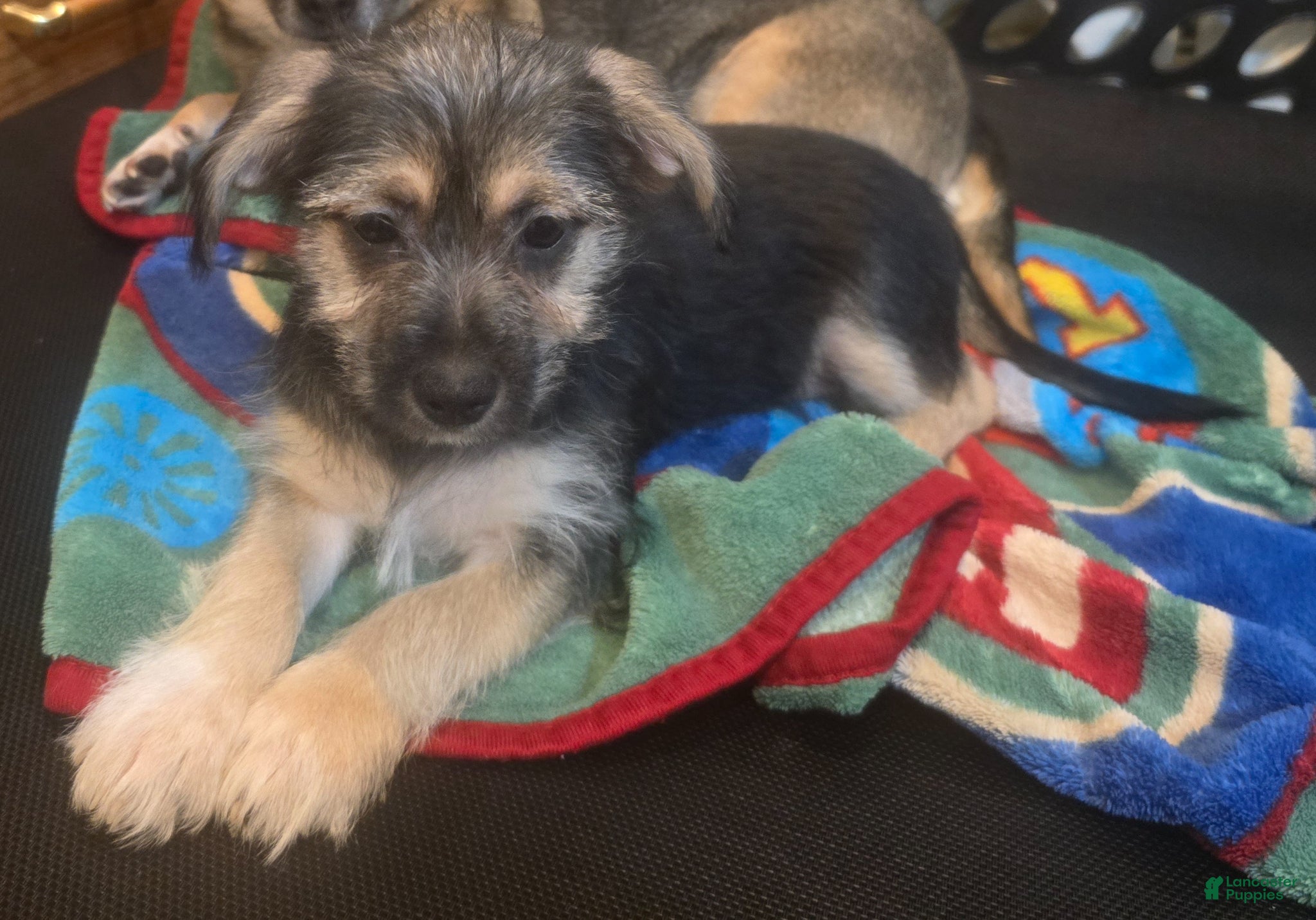 Mixed Breed dogs Mixed Breed Puppy 2 - Ad 31