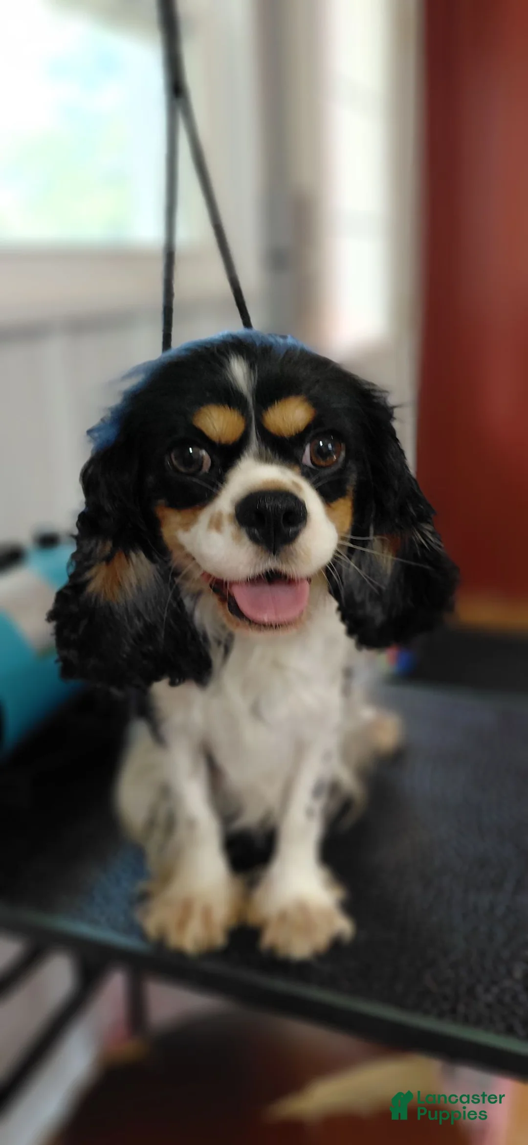 Mixed Breed dogs for sale: Mixed Breed 1 - Ad 5