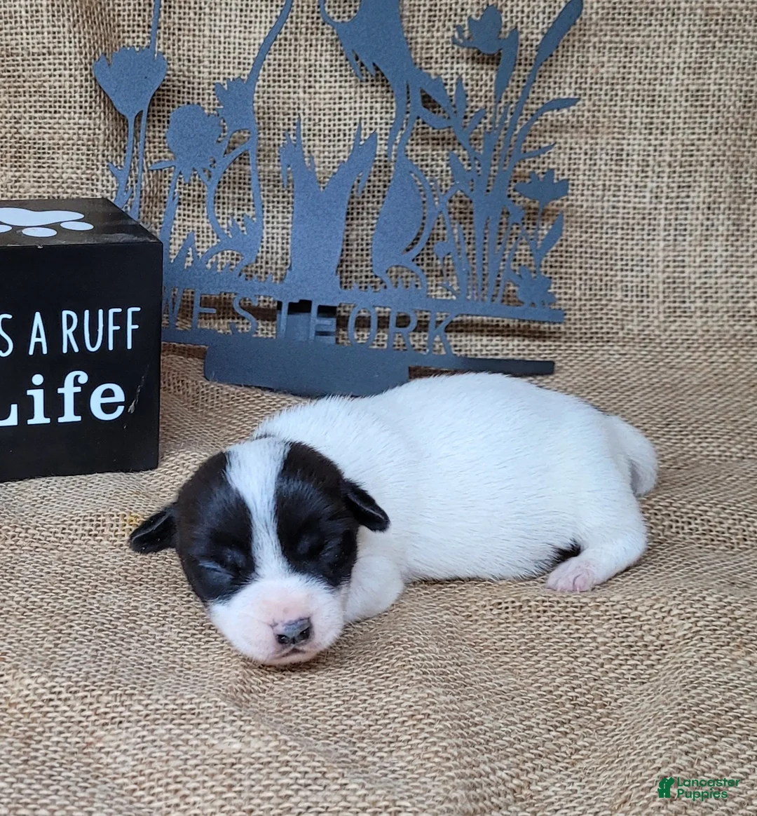 Jack Russell Terrier dogs for sale: Piper JRT purebred DELIVERY AVAILABLE  - Ad 2