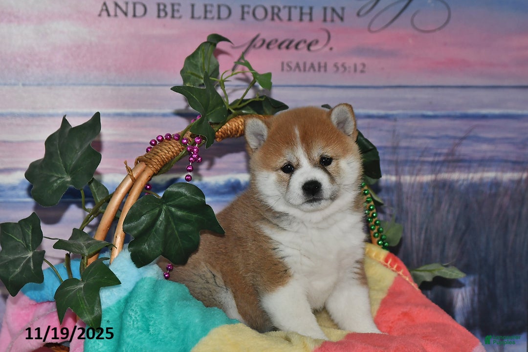 Shiba Inu dogs for sale: Bethany - Ad 1