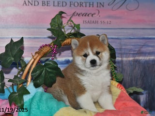 Shiba Inu dogs Bethany - Ad 23