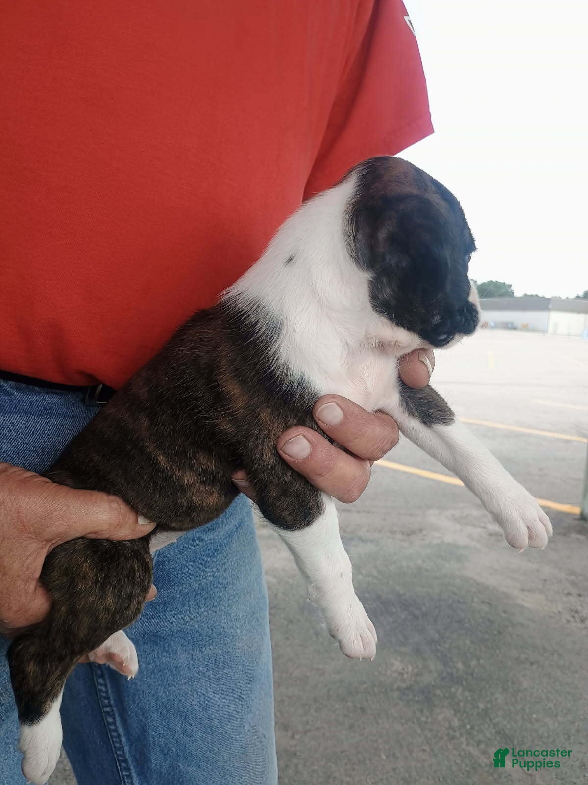 Boxer dogs Mr McSnuggles - Ad 2