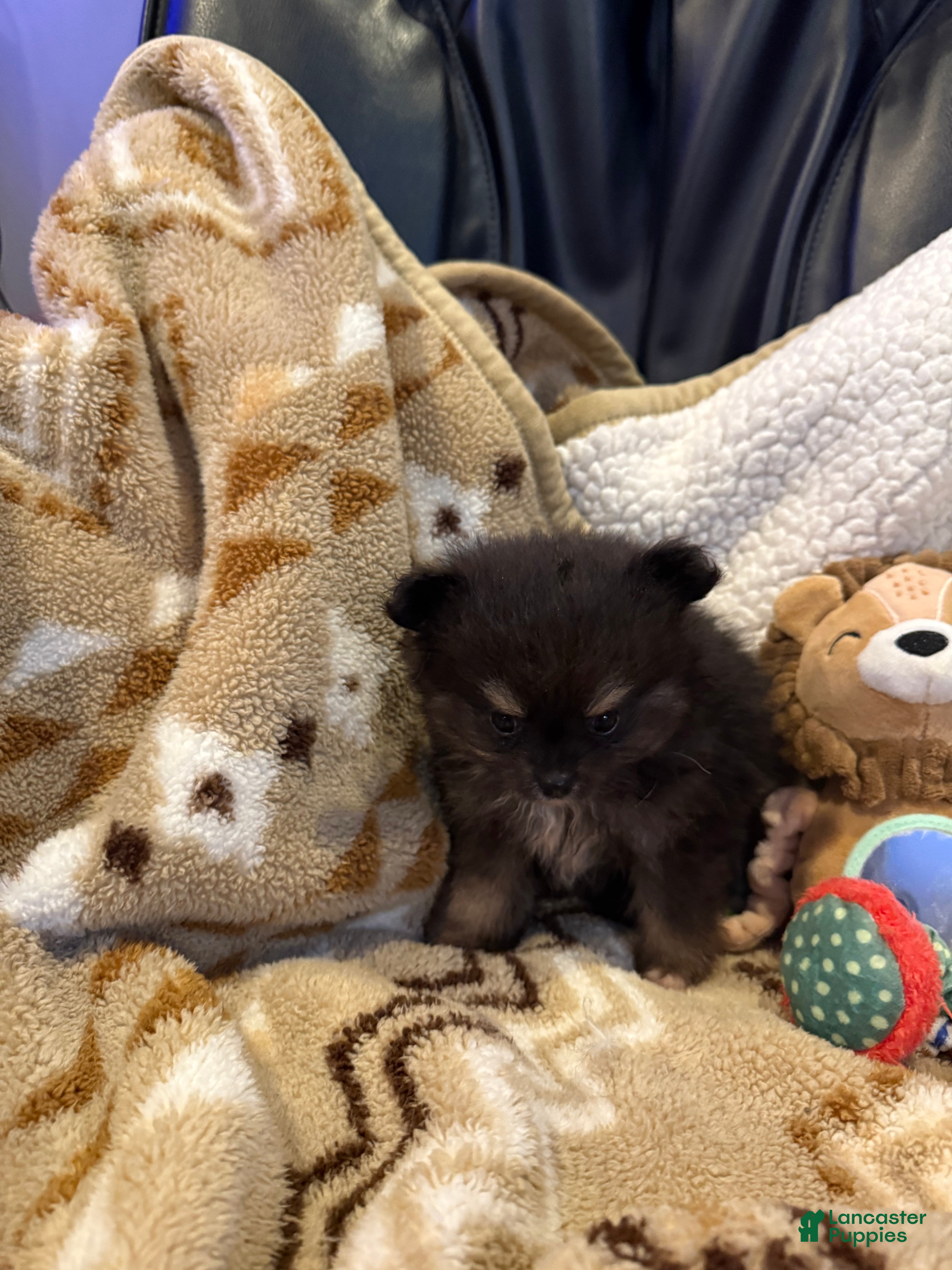 Pomeranian dogs Suzy  - Ad 9