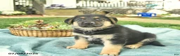 German Shepherd dogs for sale: Israel  - Ad 3