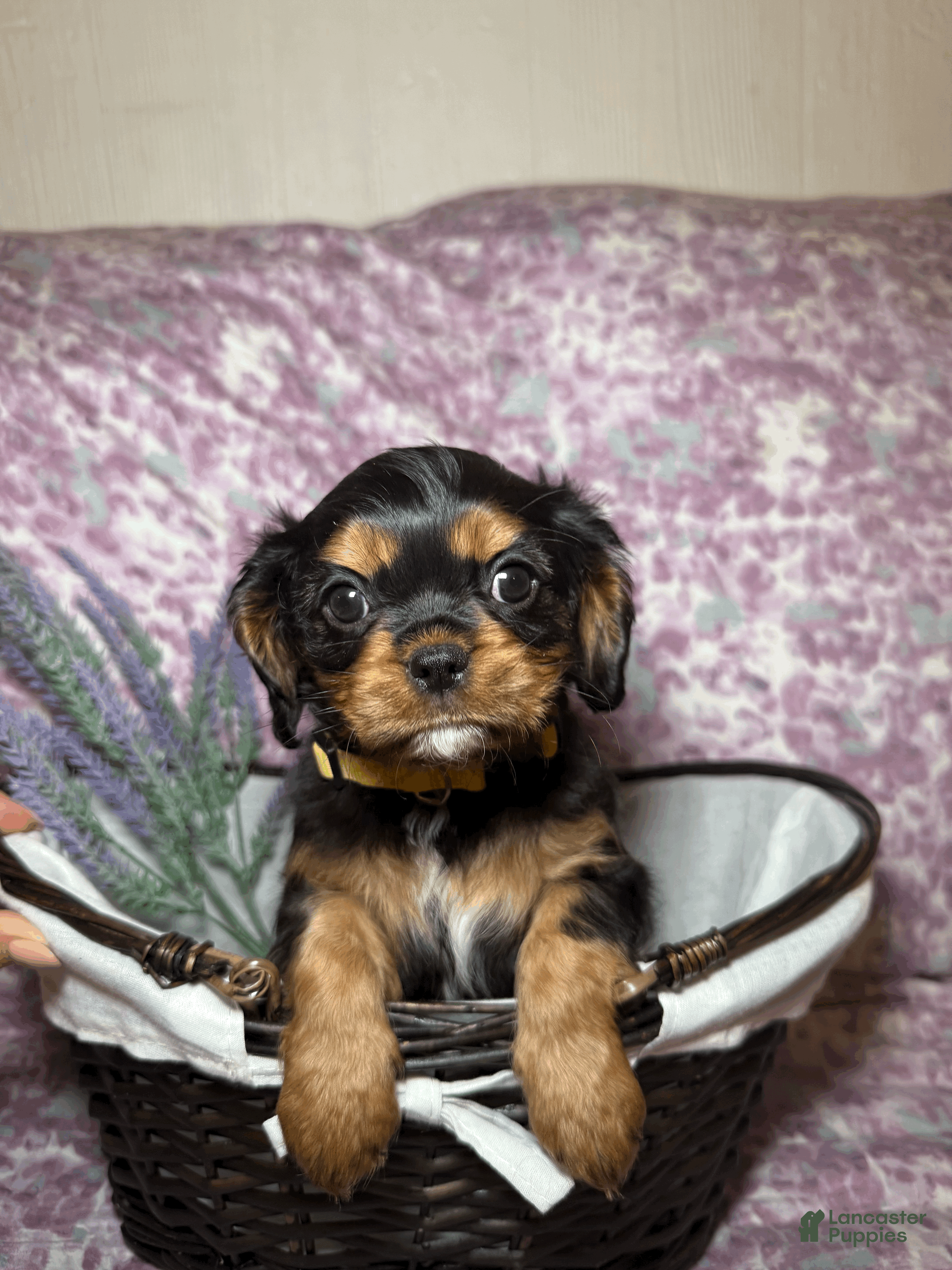 Cavalier King Charles Spaniel dogs Gnocchi - Ad 18