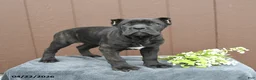 Cane Corso dogs for sale: Bandit - Ad 3