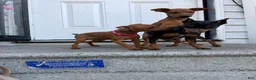 Miniature Pinscher dogs for sale: Miniature Pinscher 3 - Ad 6