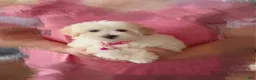 Maltipoo dogs for sale: 🩷 Pinky 🩷 - Ad 7