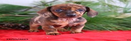 Miniature Dachshund dogs for sale: Holly - Ad 3