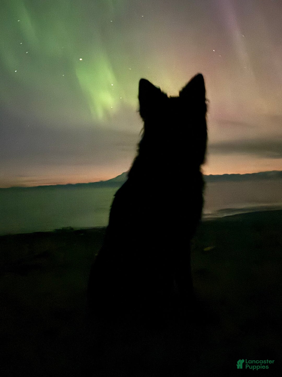 German Shepherd dogs for sale: Summit  - Ad 8