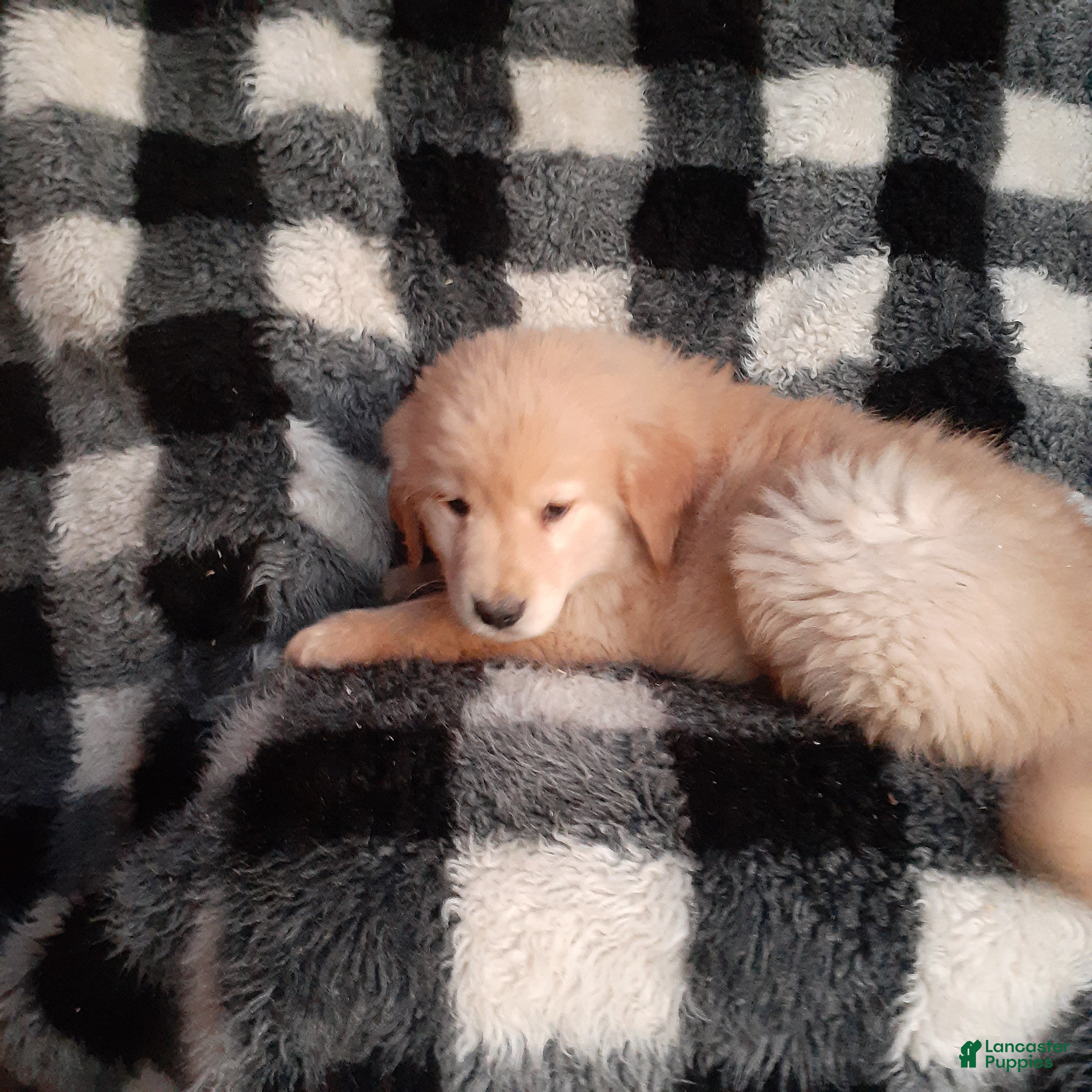 Golden Retriever dogs Brock - Ad 2