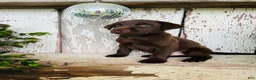Labrador Retriever dogs for sale: Frank  - Ad 4