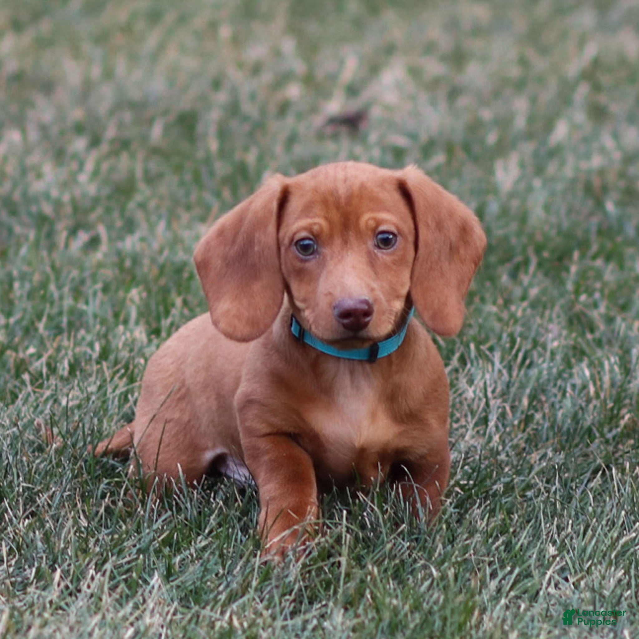 Dachshund dogs Harry - Ad 18