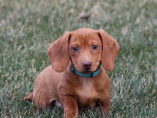 Dachshund dogs Harry - Ad 17