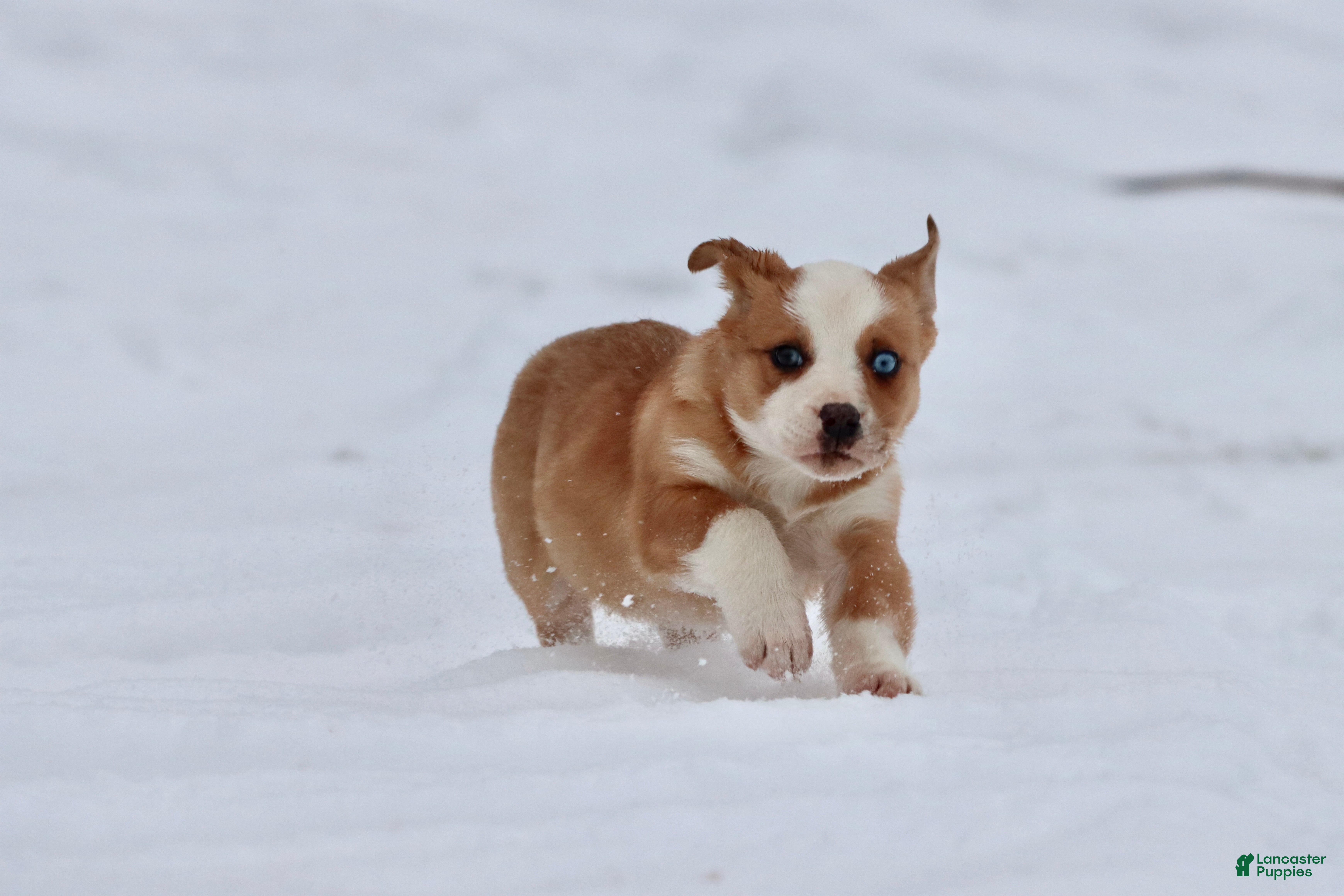 Mixed Breed dogs Pepsi - Ad 37