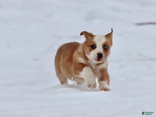 Mixed Breed dogs Pepsi - Ad 37