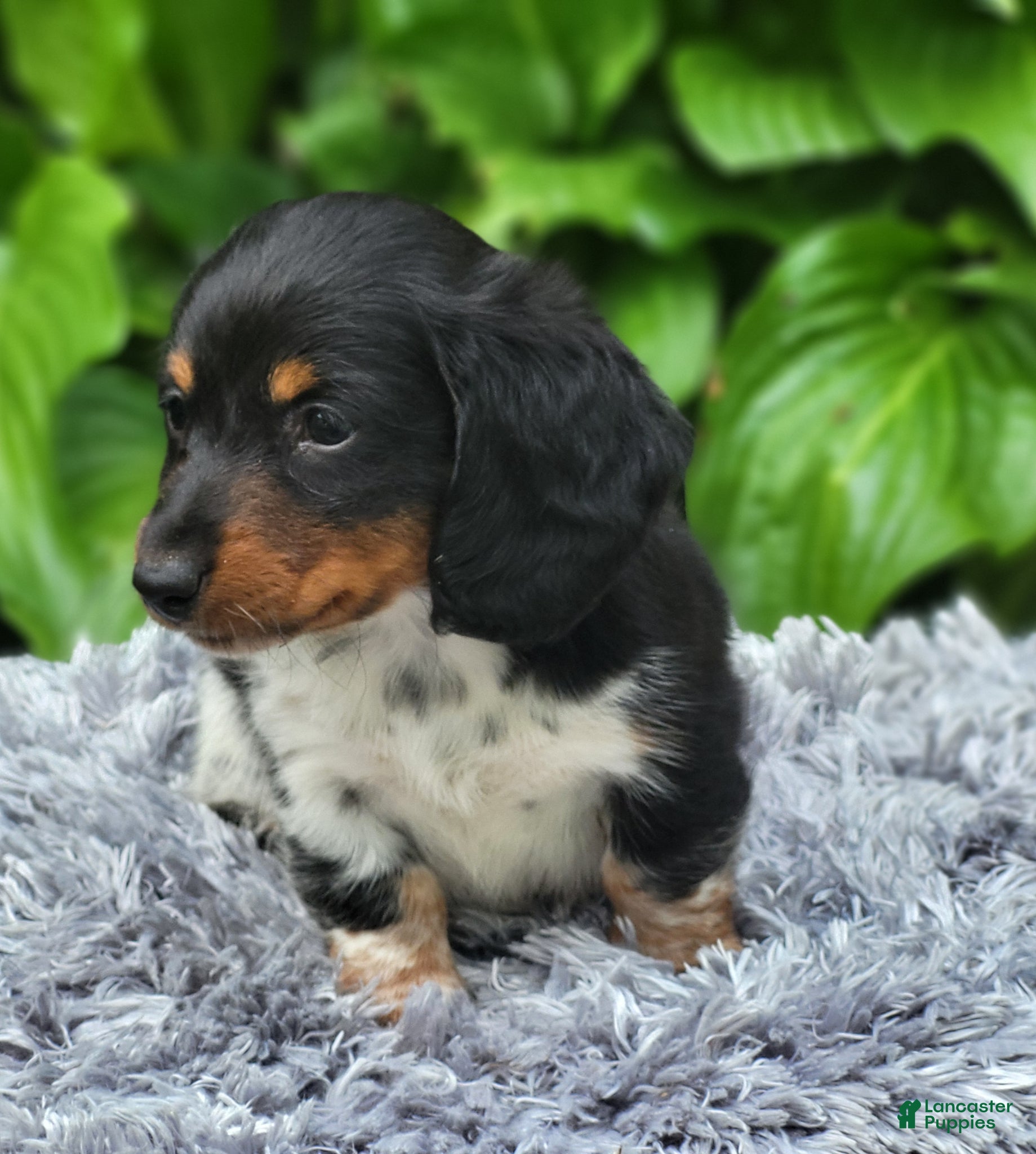 Miniature Dachshund dogs James - Ad 2