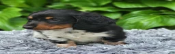 Miniature Dachshund dogs for sale: James - Ad 9