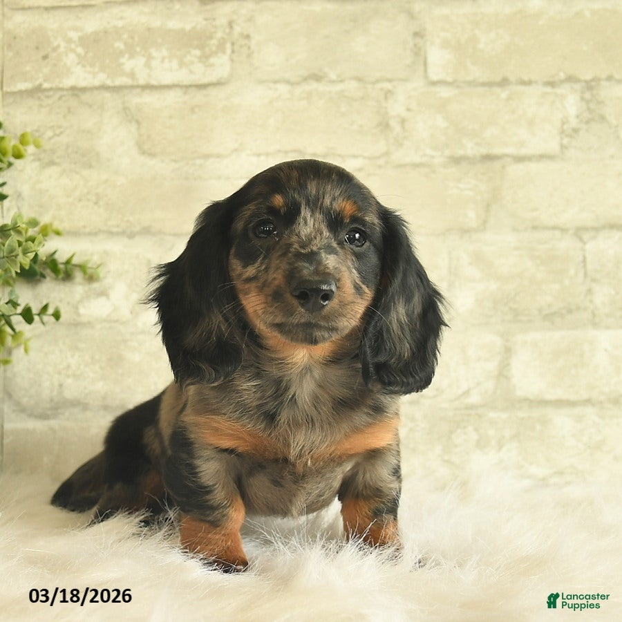 Miniature Dachshund dogs Toby  - Ad 1