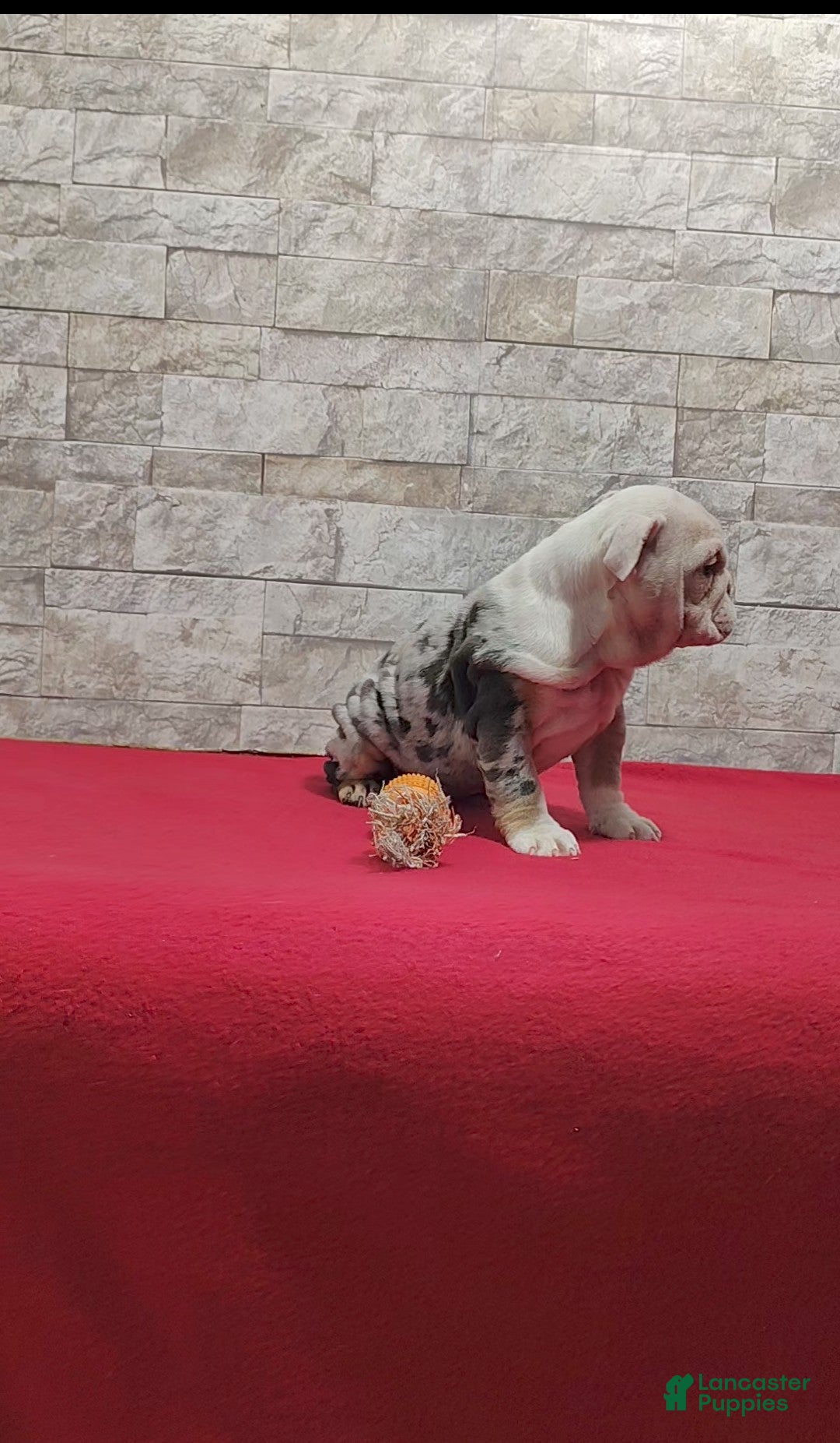 English Bulldog dogs for sale: Renae - Ad 7