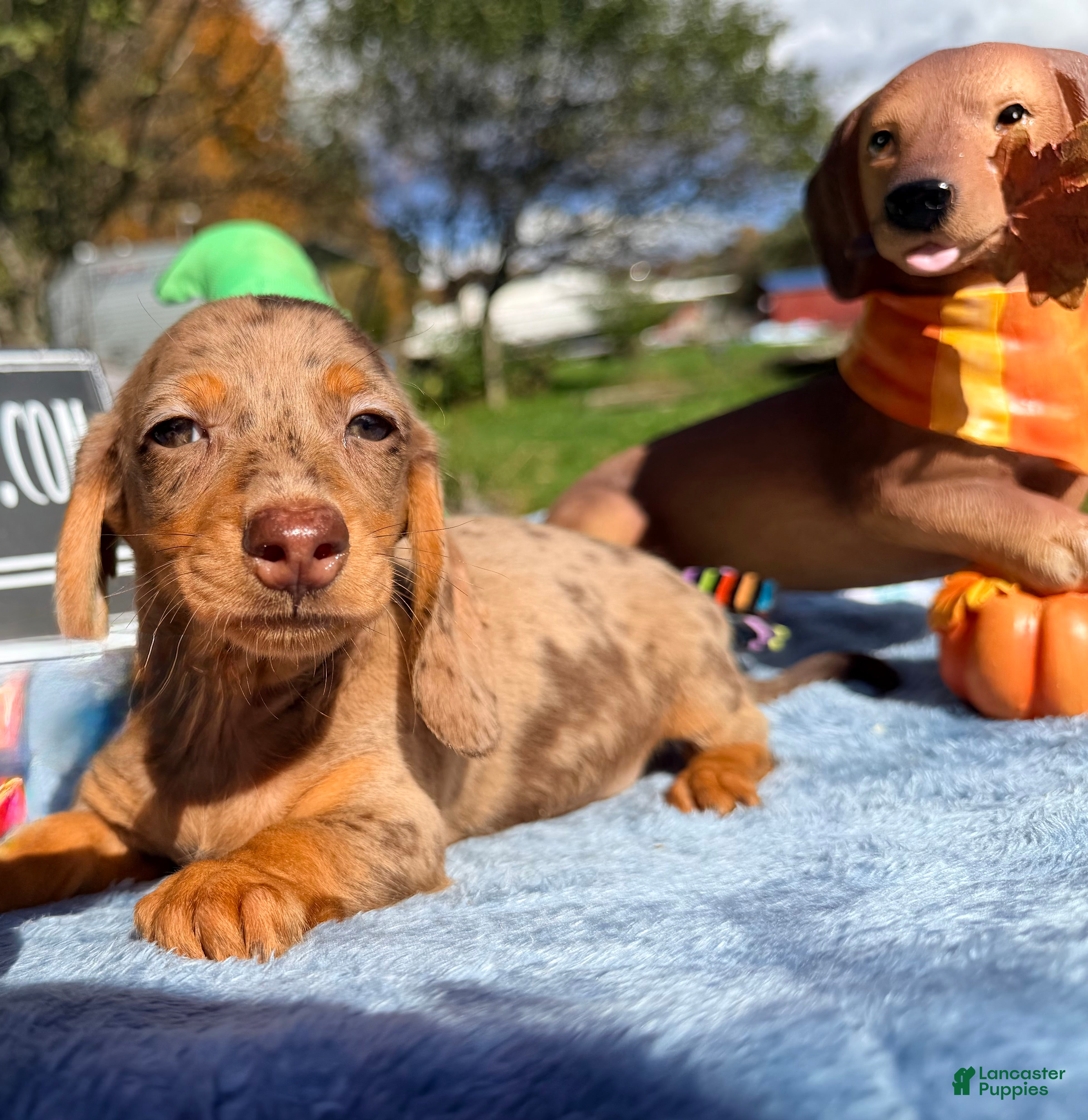 Miniature Dachshund dogs Champion bred import smooth dapple - Ad 4